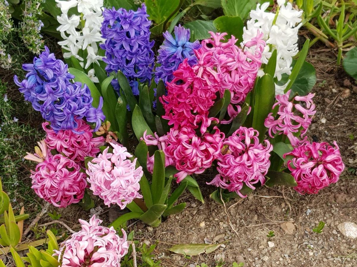 Villa Fior Di Lavanda Cisano sul Neva エクステリア 写真